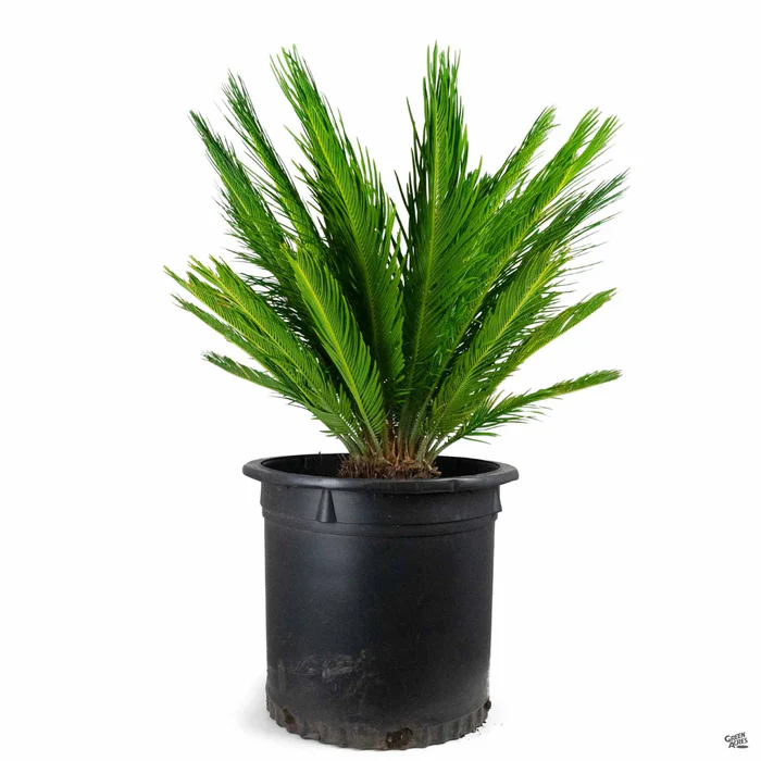 Sago Palm