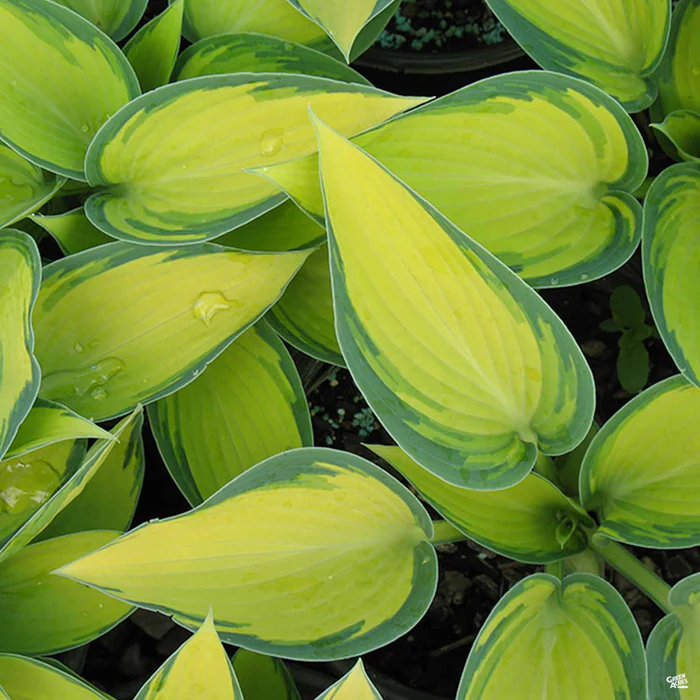 1820-hosta-1.webp Hosta