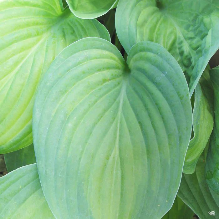 1820-hosta-2.webp Hosta