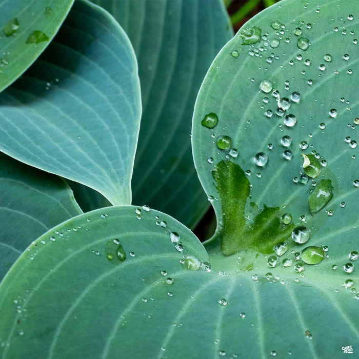 1820-hosta-3.webp Hosta