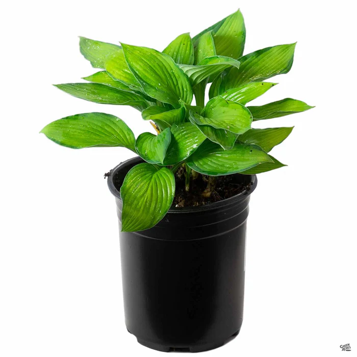 1820-hosta-4.webp Hosta