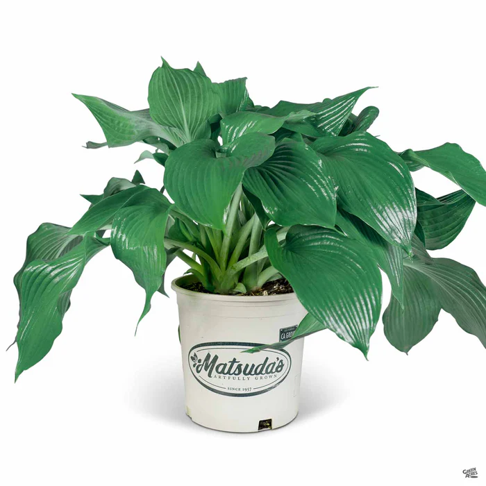 1820-hosta-5.webp Hosta