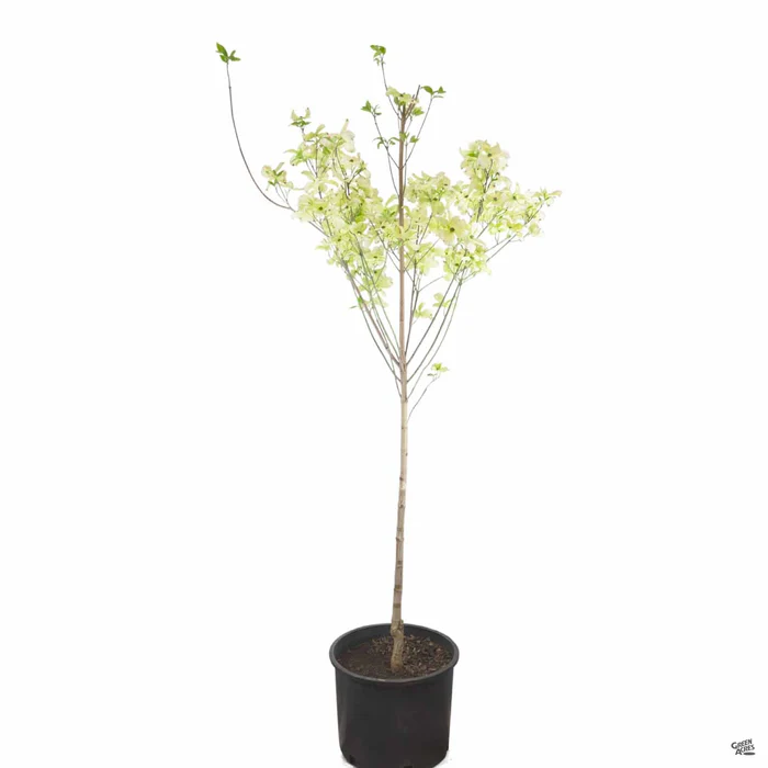 White Flowering Dogwood