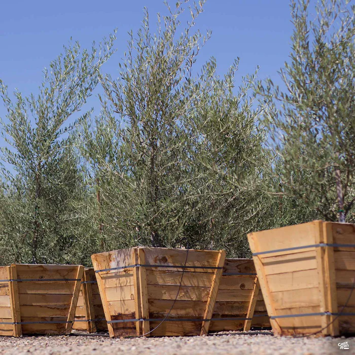 Swan Hill Olives Fruitless Olive Multi-Trunk