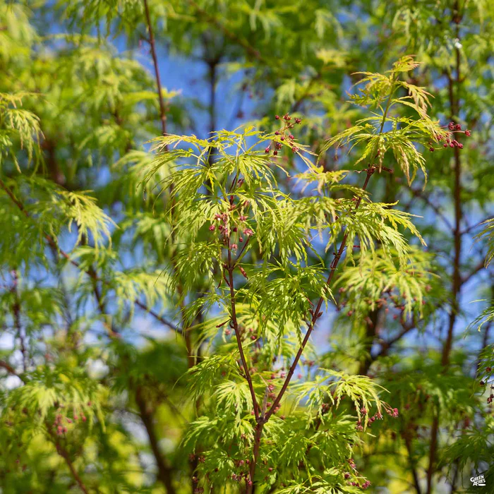 Japanese Maple 'Seiryu'