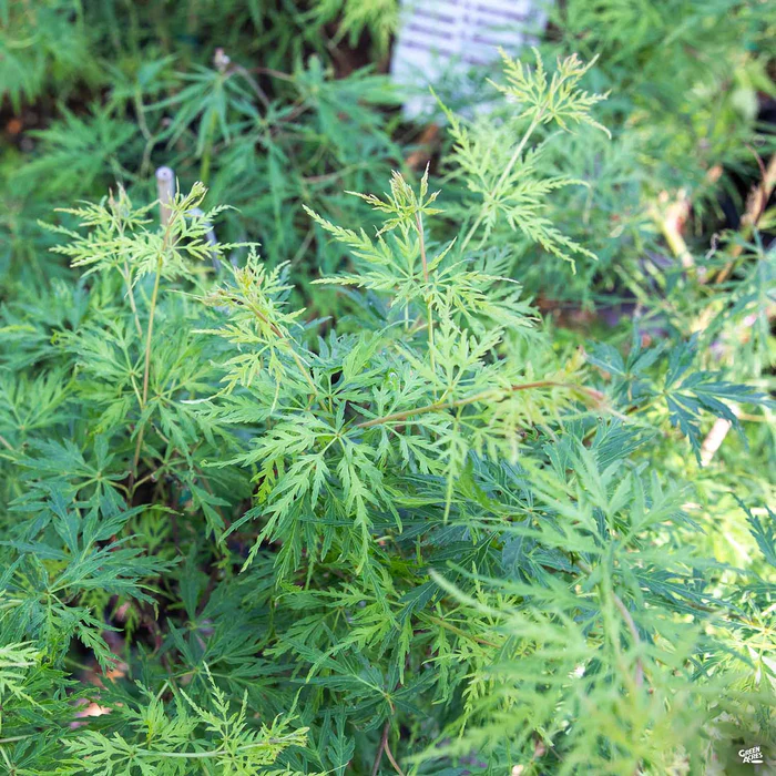 Japanese Maple 'Seiryu'
