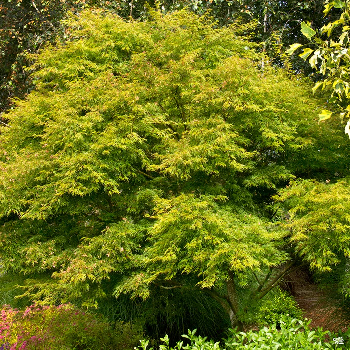 Japanese Maple 'Seiryu'