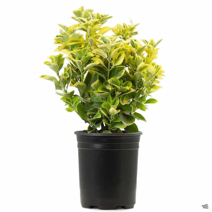 Golden Euonymus