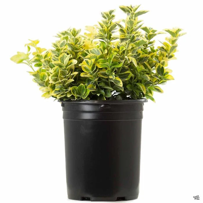 Golden Euonymus