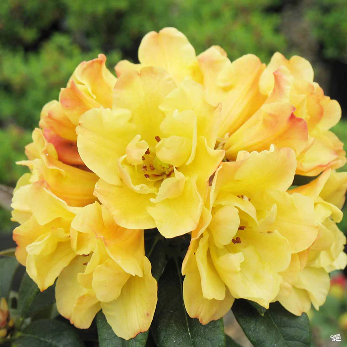 Rhododendron