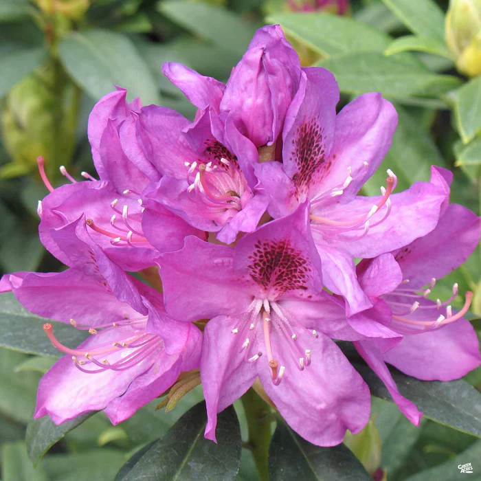 Rhododendron