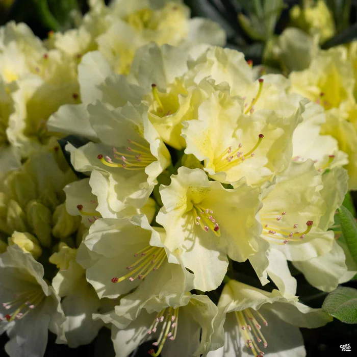 Rhododendron