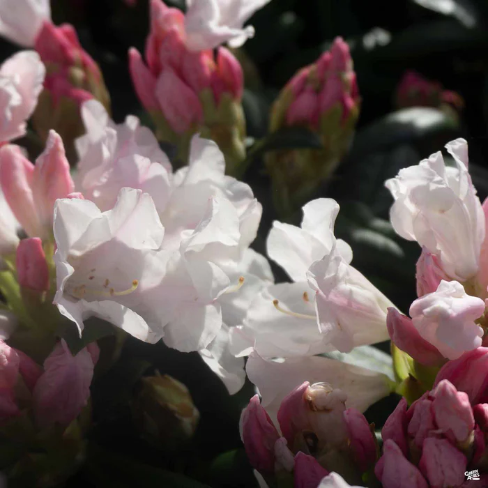Rhododendron