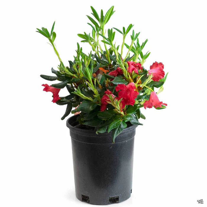 Rhododendron