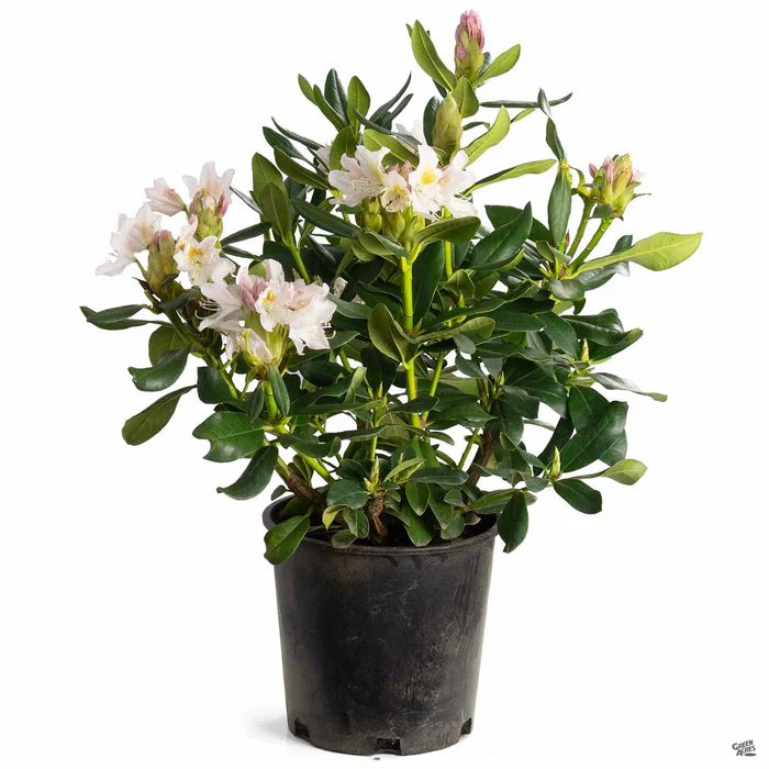 Rhododendron