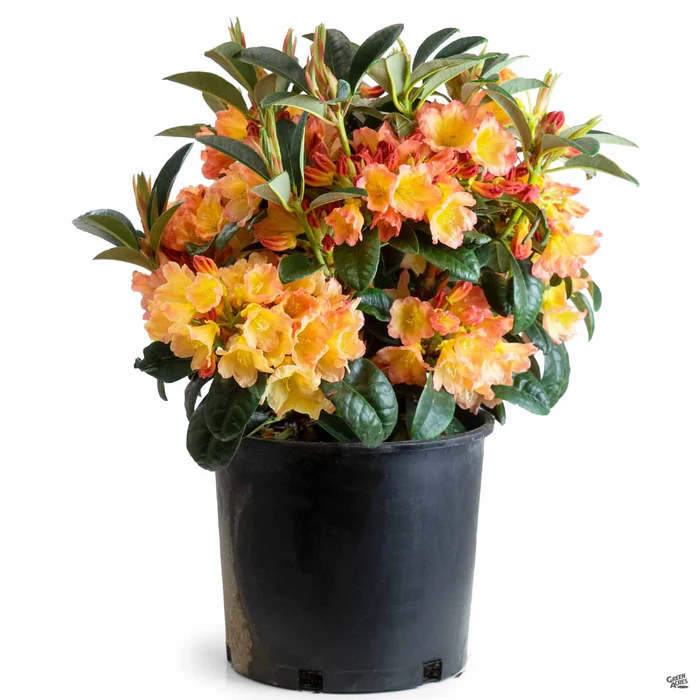 Rhododendron