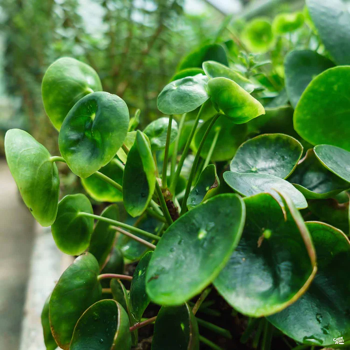 1849-chinese-money-plant-1.webp Chinese Money Plant