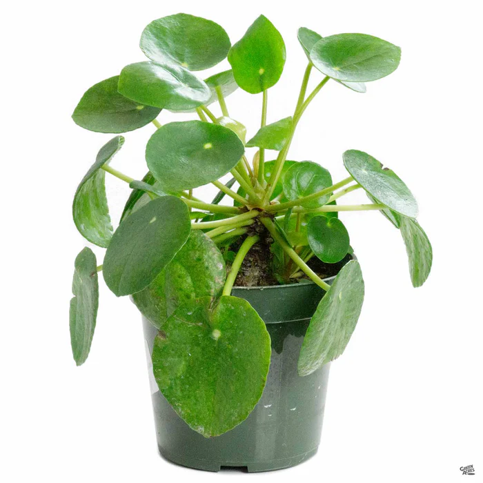 1849-chinese-money-plant-2.webp Chinese Money Plant