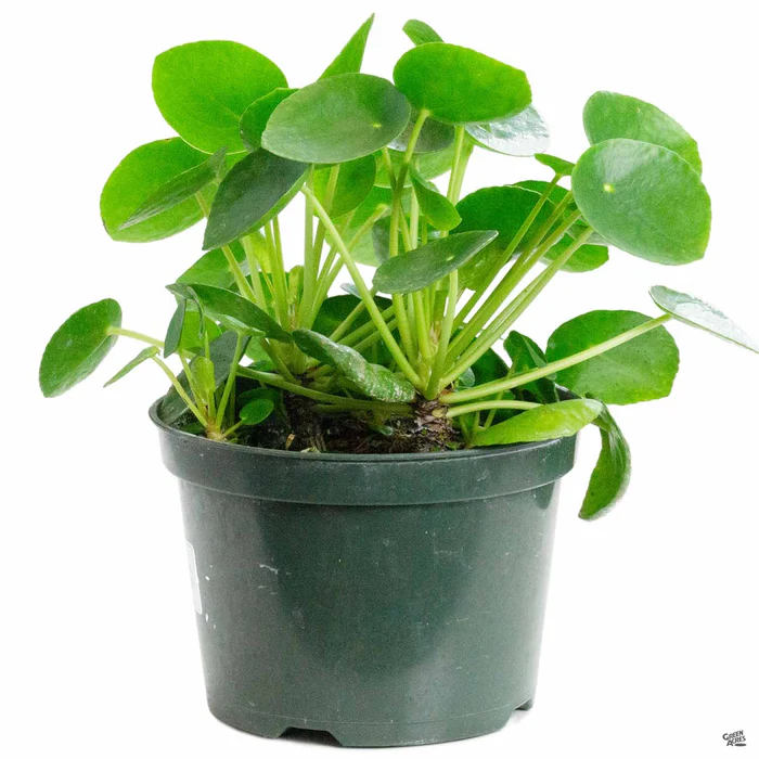 1849-chinese-money-plant-3.webp Chinese Money Plant