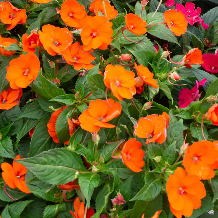1853-new-guinea-impatiens-2.webp New Guinea Impatiens