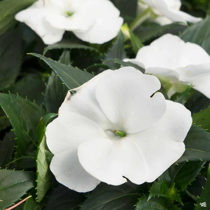 1853-new-guinea-impatiens-3.webp New Guinea Impatiens
