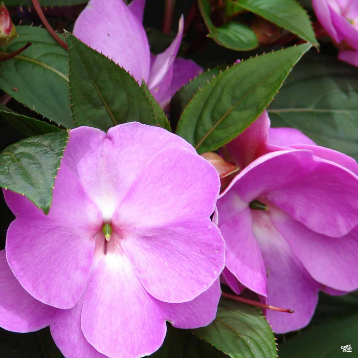 1853-new-guinea-impatiens-4.webp New Guinea Impatiens