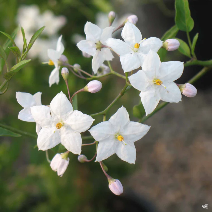 White Potato Vine Stake
