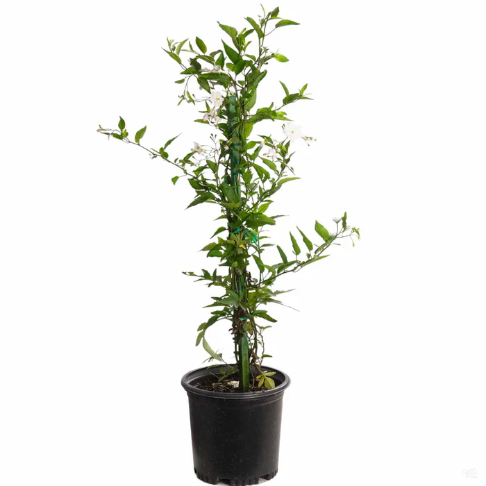 White Potato Vine Stake