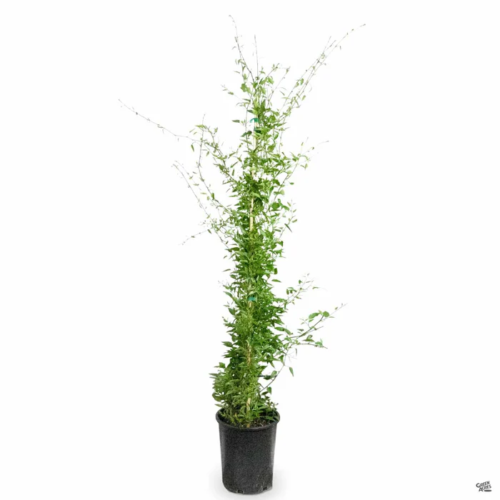 White Potato Vine Stake