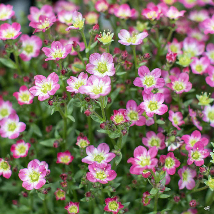Saxifrage
