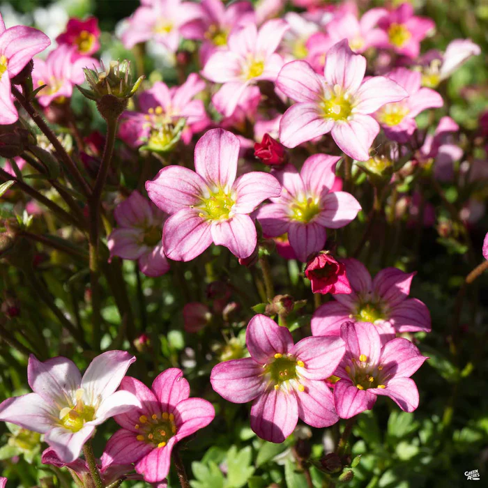 Saxifrage