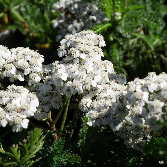 Yarrow 'New Vintage White'