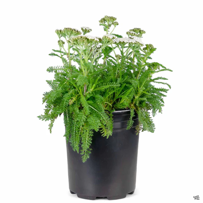 Yarrow 'New Vintage White'