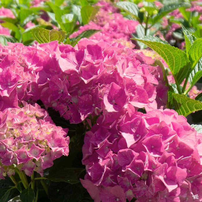 Hydrangea