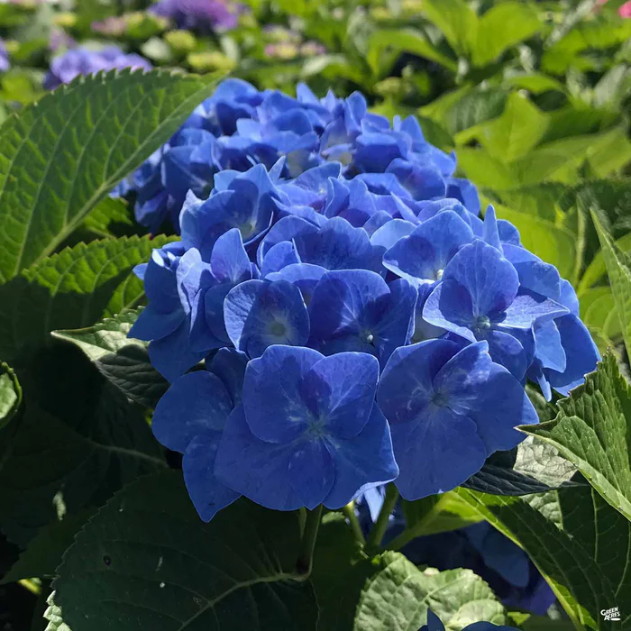 Hydrangea