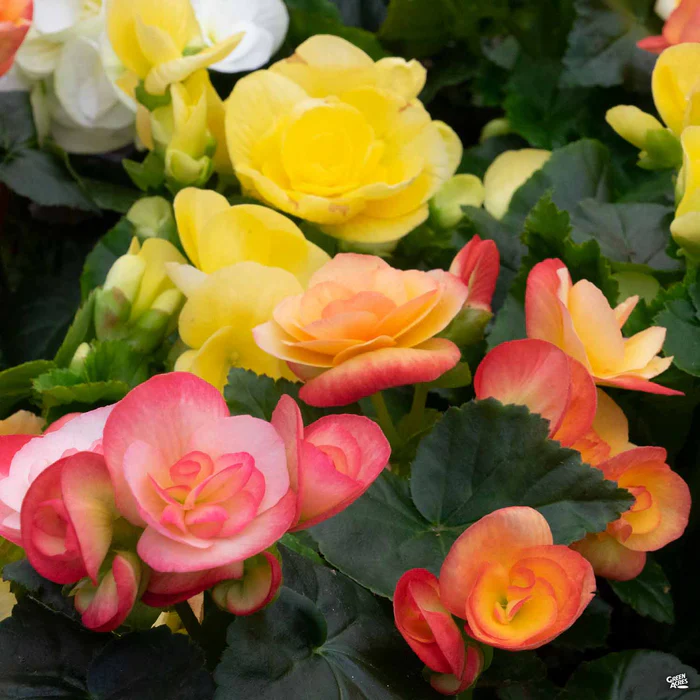 1873-rieger-begonia-1.webp Rieger Begonia
