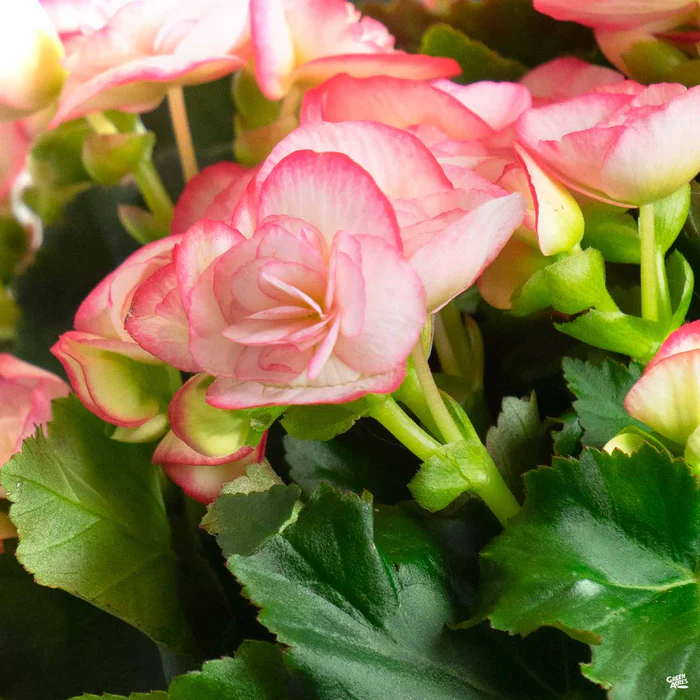 1873-rieger-begonia-2.webp Rieger Begonia