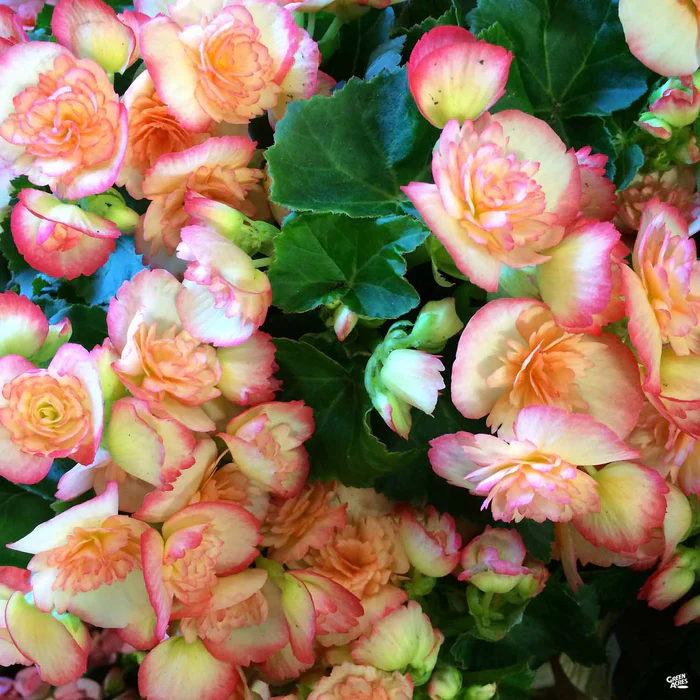 1873-rieger-begonia-3.webp Rieger Begonia