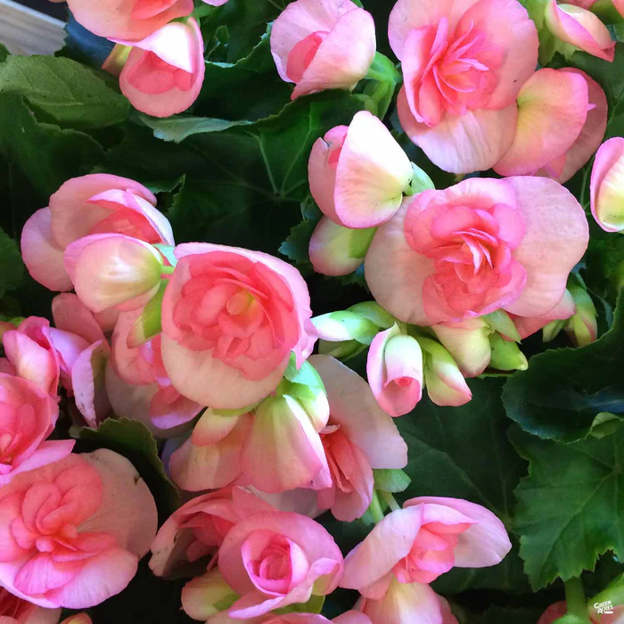 1873-rieger-begonia-4.webp Rieger Begonia