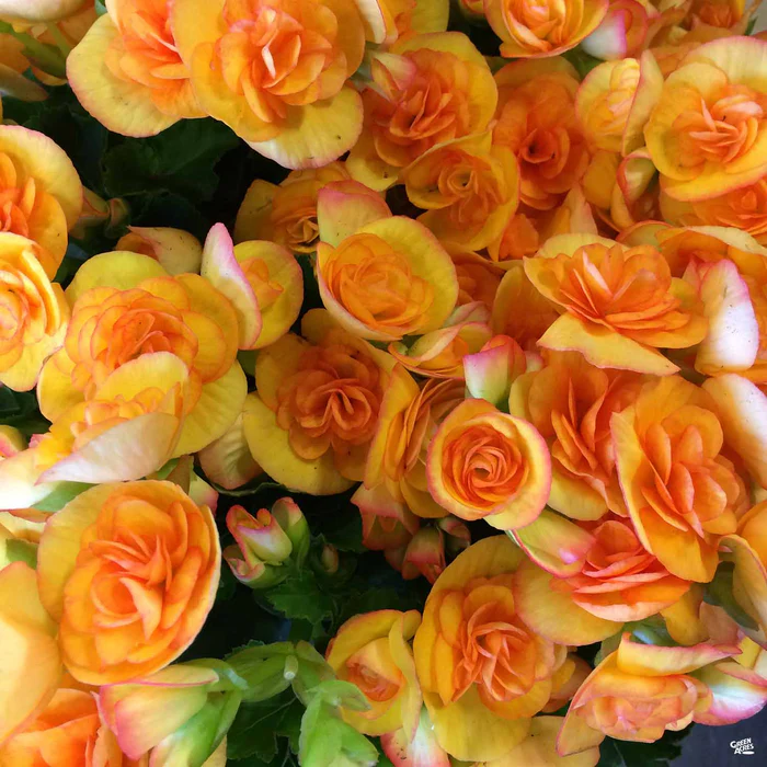 1873-rieger-begonia-5.webp Rieger Begonia