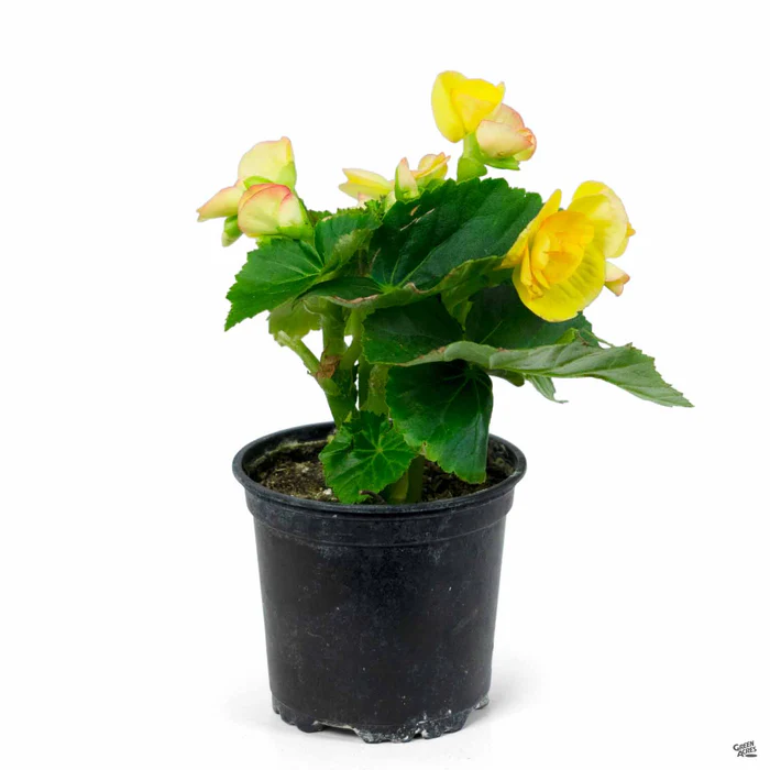 1873-rieger-begonia-6.webp Rieger Begonia