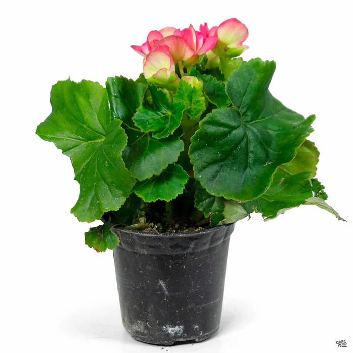 1873-rieger-begonia-7.webp Rieger Begonia