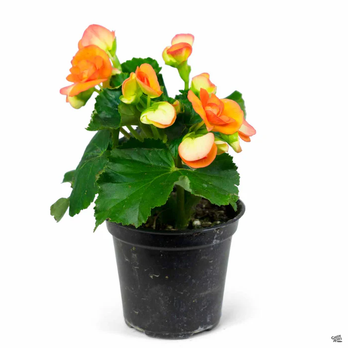 1873-rieger-begonia-8.webp Rieger Begonia