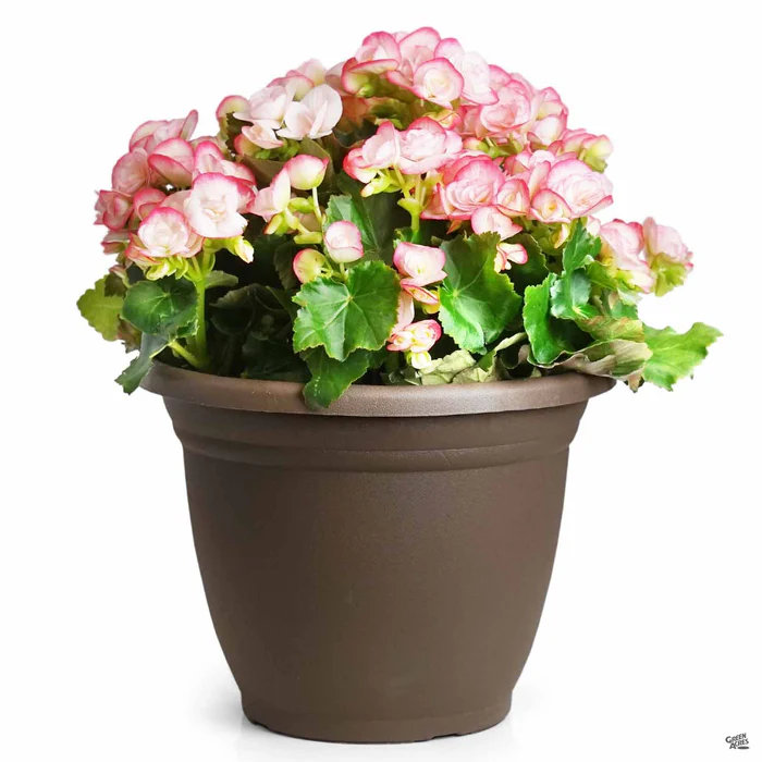 1873-rieger-begonia-9.webp Rieger Begonia