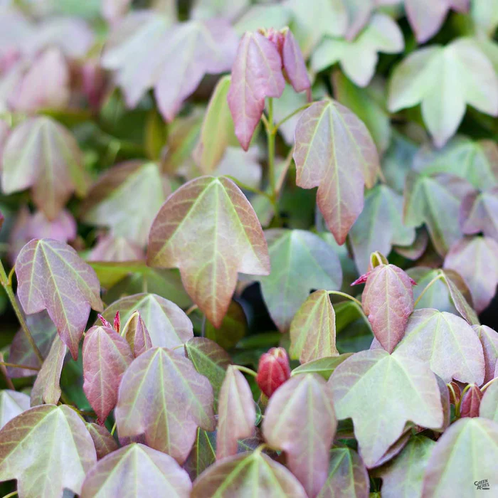 1876-trident-maple-1.webp Trident Maple
