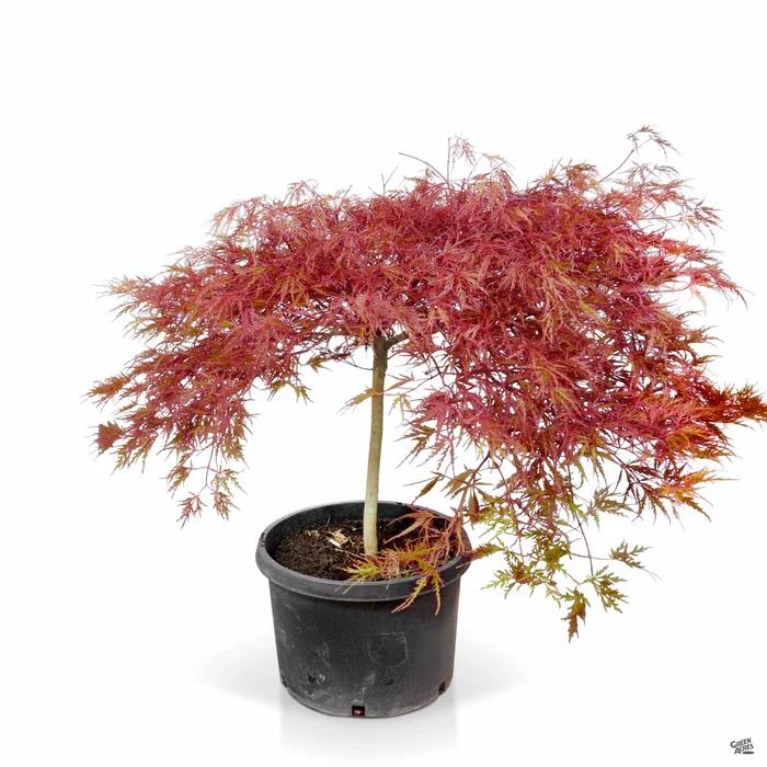 Japanese Laceleaf Maple 'Red Dragon'