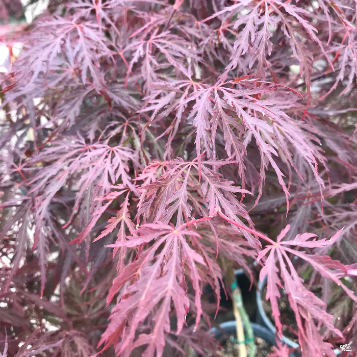Japanese Laceleaf Maple 'Red Dragon'