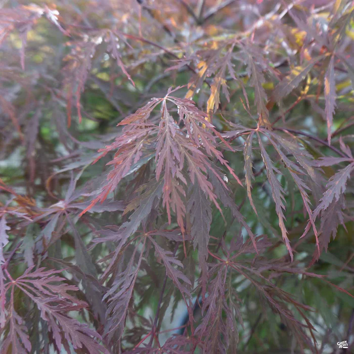 Japanese Laceleaf Maple 'Red Dragon'