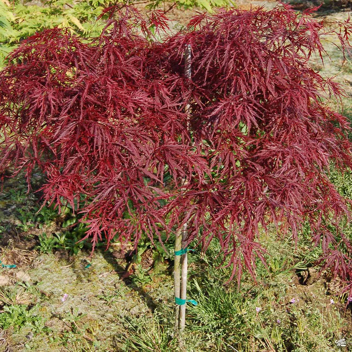 Japanese Laceleaf Maple 'Red Dragon'