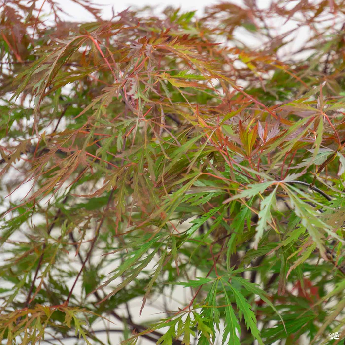 Japanese Laceleaf Maple 'Red Dragon'